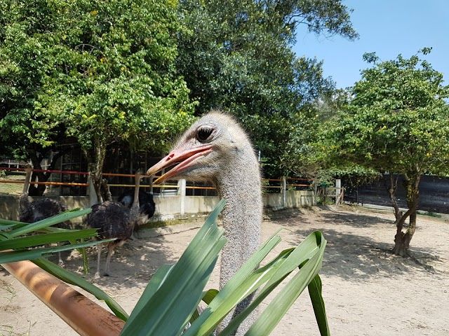 Port Dickson Ostrich Farm